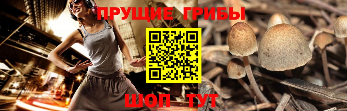 Галлюциногенные грибы мицелий Грозный